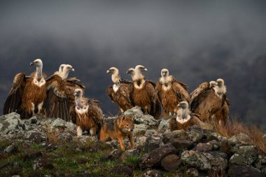 Akbabalar grubuyla çakal dövüşü. Griffon Vulture, Gyps fulvus, kayalık dağlarda oturan büyük yırtıcı kuşlar, doğa habitatı, Madzarovo, Bulgaristan, Doğu Rhodopes. Balkan 'dan vahşi yaşam.