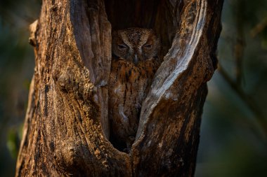 Torotoroka baykuşu, Otus madagascariensis, Kirindy Ormanı, ağaç yuvasında nadir görülen endemik kuş. Afrika 'da Madagaskar' da vahşi baykuş. Doğal ortamdaki kuş, doğal yaşam..