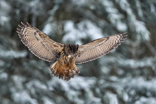 Vida Silvestre Invierno Búho Águila Eurasiática Volador Con Alas Abiertas —  Fotos de Stock