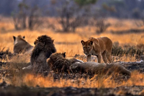 Lion Afrique Mâle Botswana Faune Lion Feu Détruit Savannah Animal — Photo