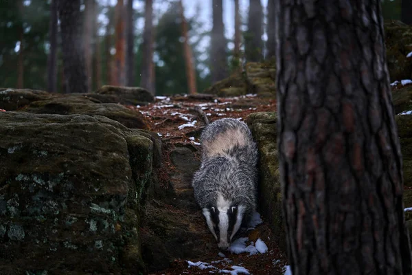 Ασβός Πέτρινο Δάσος Γερμανία Άγρια Ζωή Στην Ευρώπη Ευρωπαίος Ασβός — Φωτογραφία Αρχείου