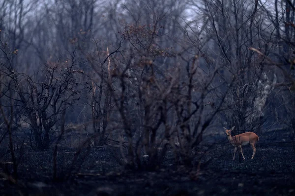 アフリカの火事だ ステネボク ラフィケロス カンペストリス火災でサバンナを焼き尽くした 火に焼かれた場所で動物 黒灰と鶏に横たわっているチータ サヴティ ボツワナでチョベNp アフリカの暑い季節 — ストック写真