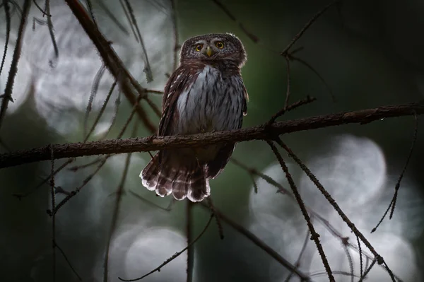 Pygmy Owl Sitting Tree Spruce Branch Clear Dark Forest Background — Stock Photo, Image