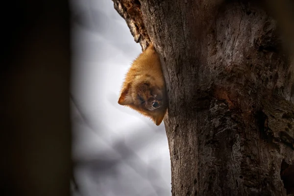 Forest Marten Martes Martes Tree Nest Hole Cute Fur Coat — Stock Photo, Image