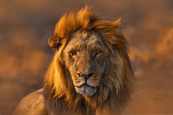 Afrikaanse Leeuw Man Botswana Wilde Dieren Leeuw Vuur Heeft Savanne — Stockfoto