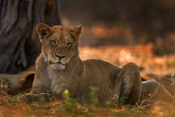 アフリカライオン 若い男性 ボツワナの野生動物 ライオン 黄金の草の中にアップの詳細肖像画 素敵な場所で動物 ライオン草の裏地風 Savuti ボツワナでChobe アフリカの暑い季節 — ストック写真