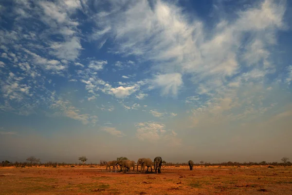 Elepahnt Kudde Bij Het Watergat Blauwe Lucht Met Wolken Afrikaanse — Stockfoto