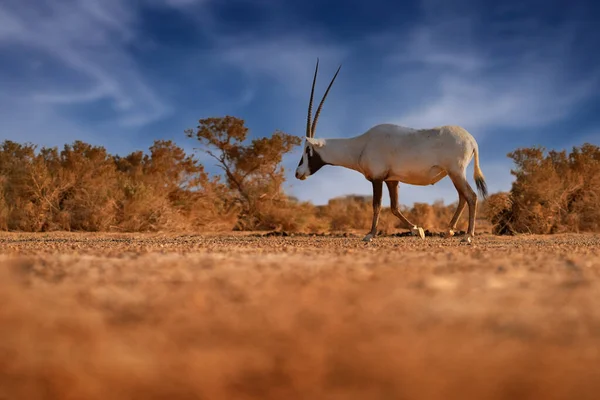 Природа Йорданії Аравія Аравійський Орикс Або Білий Орикс Oryx Leucoryx — стокове фото