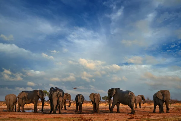 Elepahnt Csorda Csoport Közel Víznyelőhöz Kék Felhőkkel Afrikai Elefánt Savuti — Stock Fotó