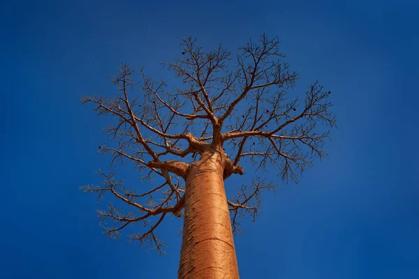 マダガスカルからのバオバブの風景の路地 最も有名な観光地L Alle Des Baobab 青い空と大きな古い木と晴れた日と砂利道は白い雲 諸田川付近の自然 — ストック写真