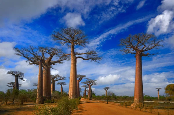 Alley Baobabs Landscape Madagascar Most Famous Tipical Place Alle Des — Stock Photo, Image