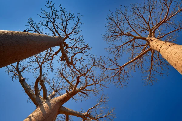 マダガスカルからのバオバブの風景の路地 最も有名な観光地L Alle Des Baobab 青い空と大きな古い木と晴れた日と砂利道は白い雲 諸田川付近の自然 — ストック写真