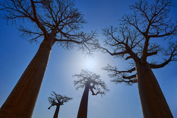 マダガスカルからのバオバブの風景の路地 最も有名な観光地L Alle Des Baobab 青い空の大きな古い木と晴れた日と太陽 モロンダワ近郊の自然 マダガスカルの自然をアートビュー — ストック写真