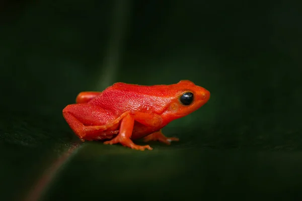 Красная Оранжевая Лягушка Мадагаскара Золотая Мантелла Mantella Aurantiaca Оранжевая Красная — стоковое фото