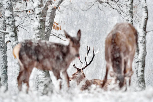 Winter Nature Red Deer Cervus Elaphus Big Animal Wildlife Forest —  Fotos de Stock