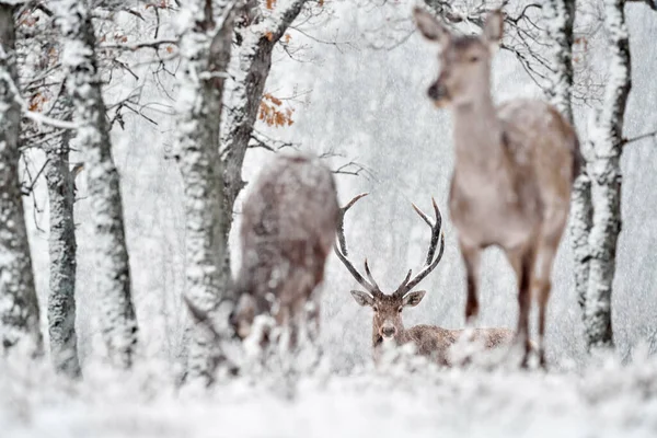 在栖息地里的鹿 冬天的自然红鹿渡渡 大羚羊 生活在野生森林中的大型动物 欧洲保加利亚东罗多佩斯Studen Kladenec橡树山上的鹿 — 图库照片