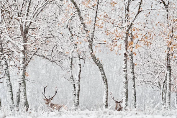 Winter Nature Red Deer Cervus Elaphus Big Animal Wildlife Forest — ストック写真