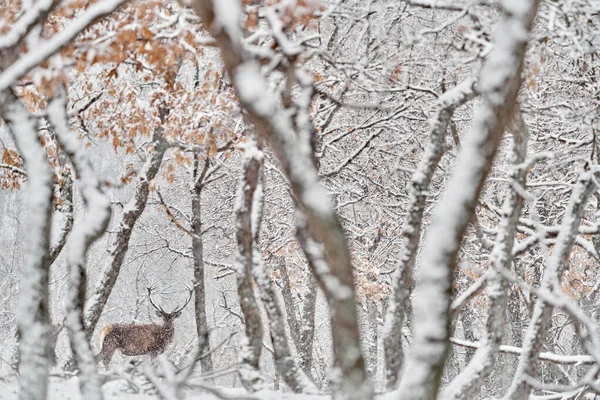 Find the snow deer. Winter nature. Red deer, Cervus elaphus, big animal in the wildlife forest habitat. Deer in the oak trees mountain, Studen Kladenec, Eastern Rhodopes, Bulgaria in Europe.
