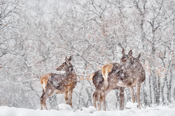 冬天的自然红鹿 天鹅绒 野生森林中的大型动物栖息地 欧洲保加利亚 东罗多佩斯 Studen Kladenec 雪山橡树中的鹿群 — 图库照片