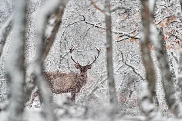 冬天的自然红鹿 天鹅绒 野生森林中的大型动物栖息地 欧洲保加利亚东罗多佩斯Studen Kladenec橡树山上的鹿 — 图库照片