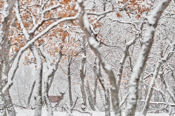 冬天的自然红鹿 天鹅绒 野生森林中的大型动物栖息地 欧洲保加利亚东罗多佩斯Studen Kladenec橡树山上的鹿 — 图库照片