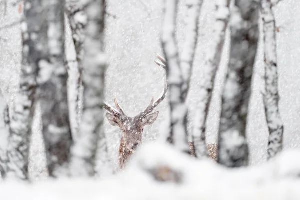 冬天的自然红鹿 天鹅绒 野生森林中的大型动物栖息地 位于欧洲保加利亚东罗多佩斯的Studen Kladenec橡树山上的鹿 白雪公主和两只动物 — 图库照片