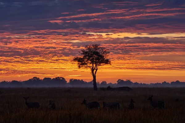 Pôr Sol Antélico Com Árvore Solitário Savana Delta Okavango Botsuana — Fotografia de Stock