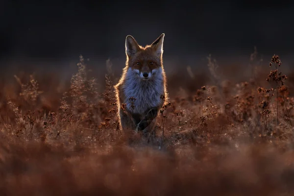 Wildlife Fox Run Orange Autumn Gress Meadow Cute Red Fox — ストック写真