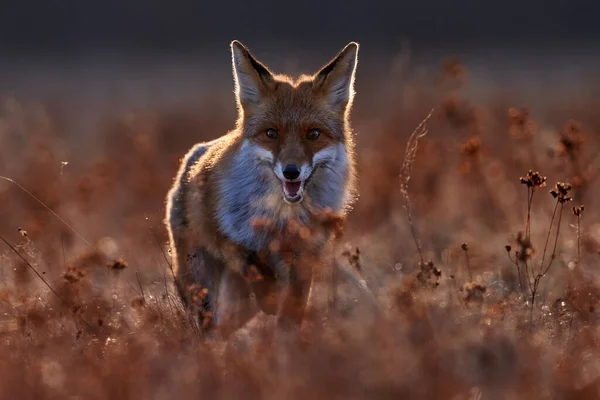 Wildtiere Fuchslauf Auf Orangefarbener Herbstwiese Netter Rotfuchs Vulpes Geier Herbst — Stockfoto