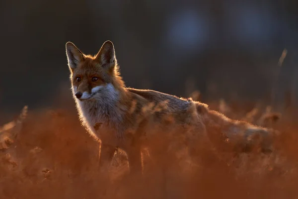 Vadvilág Róka Fut Narancssárga Őszi Ruhatárban Aranyos Vörös Róka Vulpes — Stock Fotó