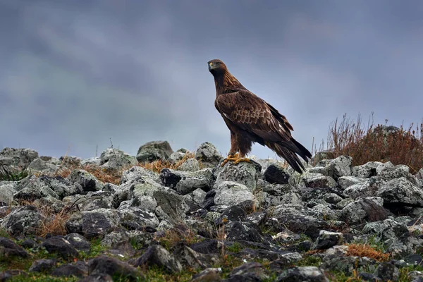 Golden Eagle Wandelen Tussen Steen Rhodopes Berg Bulgarije Adelaar Avonds — Stockfoto