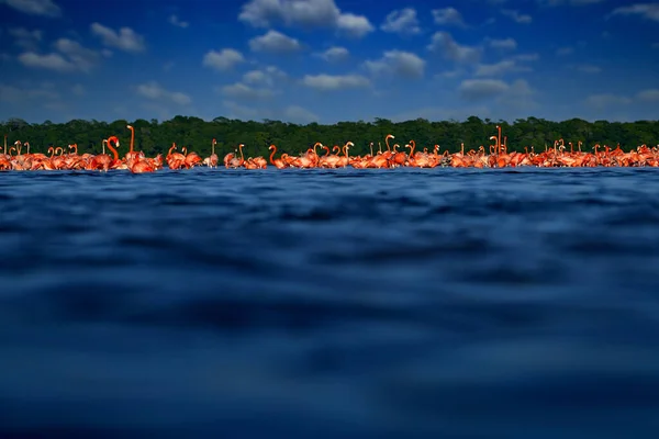 Stado Ptaków Wodzie Morskiej Rzeki Ciemnoniebieskim Niebem Chmurami Flamingi Dzika — Zdjęcie stockowe