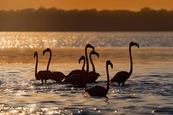 Фламинго Дикая Природа Мексики Стая Птиц Речной Морской Воде Темно — стоковое фото