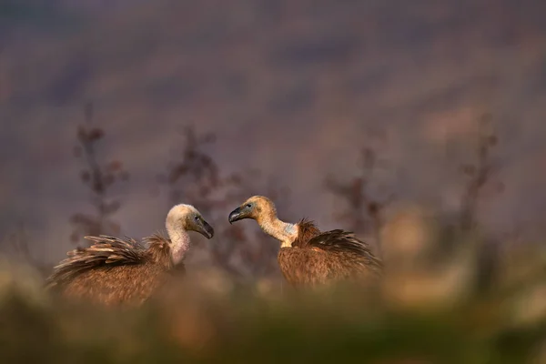 Dos Aves Montaña Hábitat Buitres Turquía Asia Buitres Leonados Hierba — Foto de Stock
