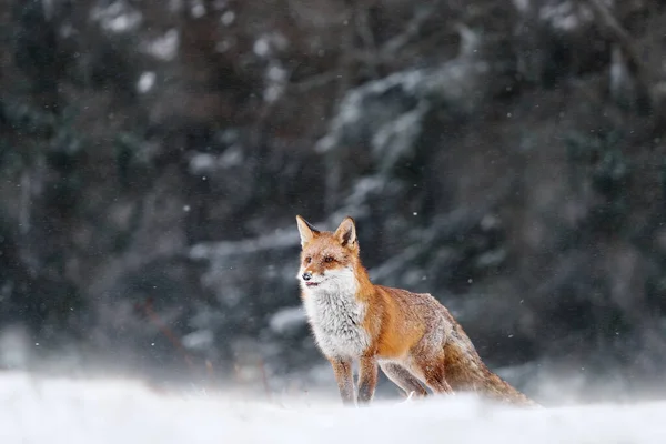 Tempestade Neve Com Raposa Animal Prado Floresta Inverno Com Neve — Fotografia de Stock