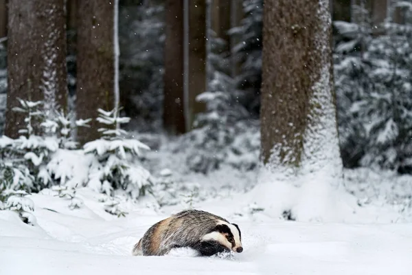 Borz Hóban Téli Állapot Erdőben Borz Erdőben Állat Természetben Németország — Stock Fotó