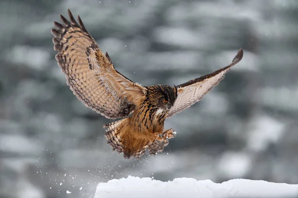 冬の野生動物 寒い冬に雪の森の中で雪のフレークで開いた翼でユーラシアイーグルフクロウを飛んでいます ヨーロッパのドイツからの野生動物のシーン 自然生息地の大きなフクロウ — ストック写真