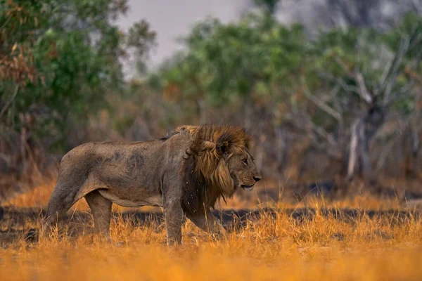 火把草原烧坏了燃烧的动物 狮子躺在黑灰和煤渣中 博茨瓦纳的Savuti Chobe 非洲的炎热季节 非洲狮子 博茨瓦纳野生生物 — 图库照片
