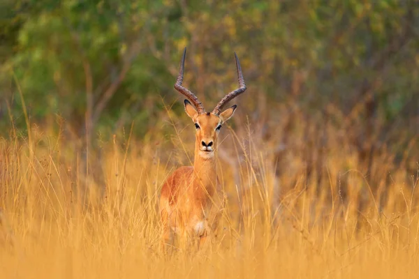 在南非奥卡万戈草原的羚羊 金黄色的草地上的美洲驼 美丽的斑马在草地上与黄昏的阳光 动物在自然界的栖息地 非洲的落日野生动物 — 图库照片