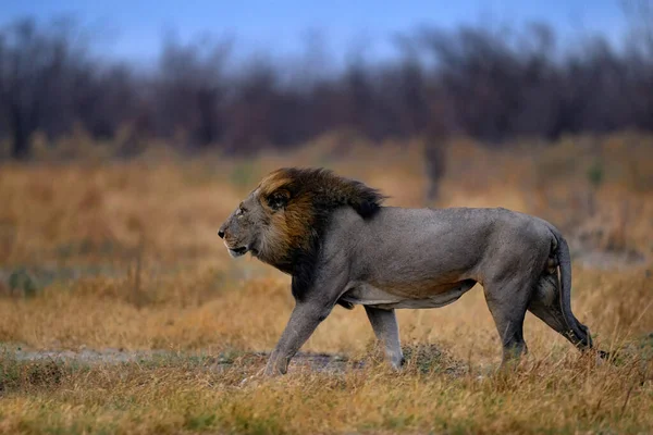 Mané Leão Retrato Leão Africano Panthera Leo Detalhe Animais Grandes — Fotografia de Stock