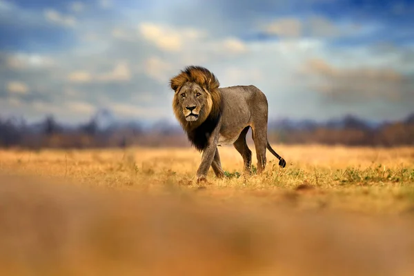 Leeuwenmanen Portret Van Afrikaanse Leeuw Panthera Leo Detail Van Grote — Stockfoto