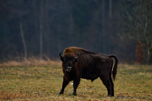 野牛在秋天的森林里 雨景与大的棕色动物在大自然的栖息地 黄色的叶子在雨树上 波兰国家公园 大自然的野生动物场景 欧洲大黄野牛 — 图库照片