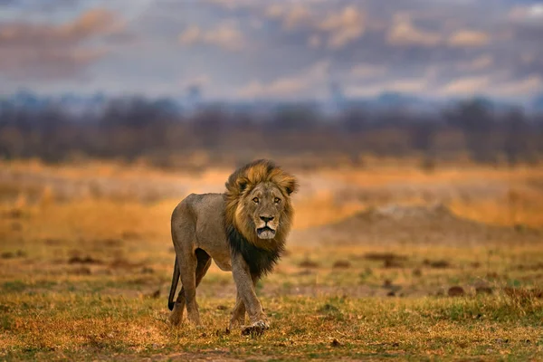 非洲狮子的肖像 黑豹狮子 大型动物的细节 Etocha 纳米比亚 在干旱的自然栖息地里的猫 沙漠里炎热的阳光灿烂的一天 大自然的野生动物场景 非洲蓝天 — 图库照片