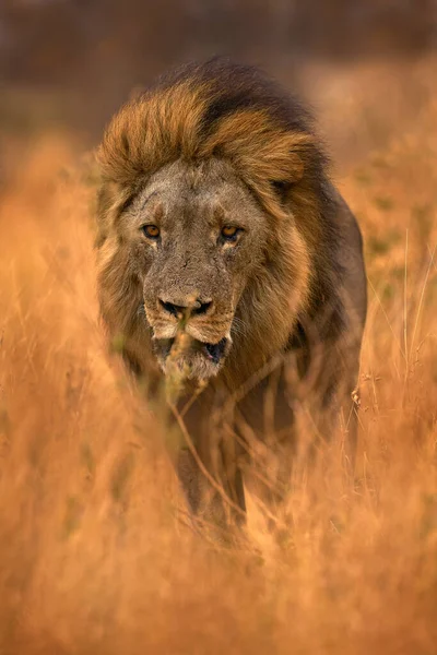 非洲狮子的肖像 黑豹狮子 大型动物的细节 Etocha 纳米比亚 在干旱的自然栖息地里的猫 沙漠里炎热的阳光灿烂的一天 大自然的野生动物场景 非洲蓝天 — 图库照片