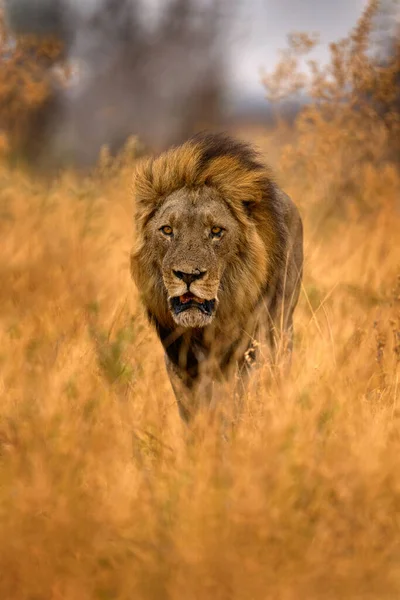 ライオン アフリカのライオンの肖像画 パンテラレオ 大きな動物の詳細 Etocha ナミビア アフリカ 乾燥した自然生息地 砂漠で暑い晴れた日の猫 自然からの野生動物のシーン — ストック写真