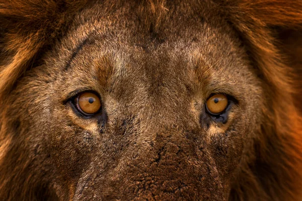Lew Ogień Zniszczył Savannah Płonące Zwierzę Lew Leżący Czarnym Popiele — Zdjęcie stockowe