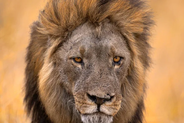Close Portrait African Lion Male Botswana Wildlife Lion Fire Burned — Stock Photo, Image