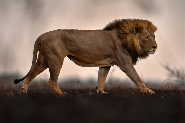 Leão Fogo Queimado Destruiu Savannah Animal Fogo Lugar Queimado Leão — Fotografia de Stock