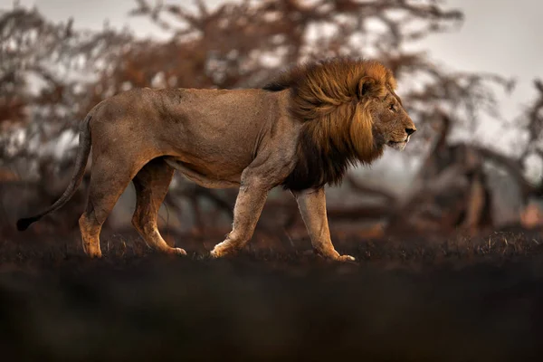 Leeuw Vuur Heeft Savanne Vernietigd Vuurverbrand Dier Leeuw Zwarte Savuti — Stockfoto