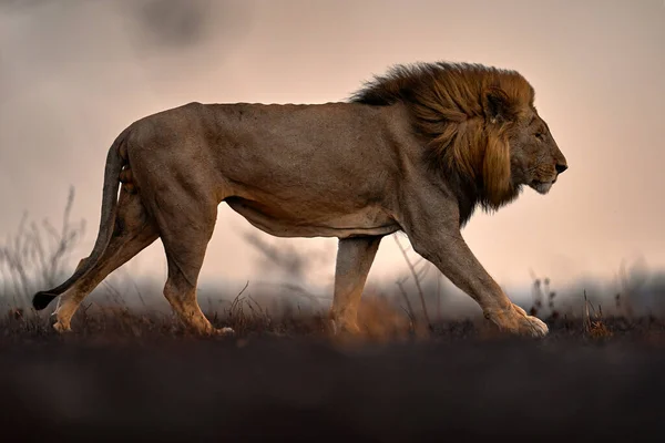 ライオン 火災サバンナを破壊燃焼 火の中の動物は場所を焼き ライオンは黒い灰とにわか雨に横たわって サヴティ ボツワナのチョベNp アフリカの暑い季節 アフリカのライオン ボツワナの野生生物 — ストック写真